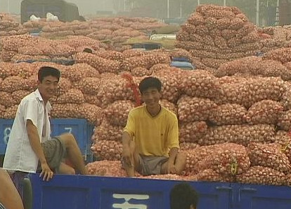 山东金乡炒蒜者包地种蒜欲长期控制产销链