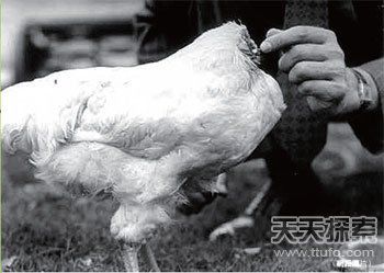 美国一公鸡被砍头后奇迹存活18个月(图)