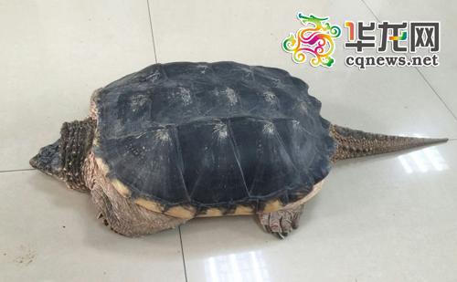 重庆市民钓到“怪乌龟”重达二十斤长鳄鱼尾巴