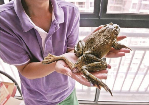 武汉市民菜场买回5条腿牛蛙专家：很正常（图）
