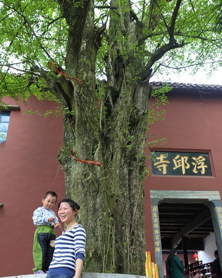 湖南桃江最老古银杏2011岁高18米枝繁叶茂（图）