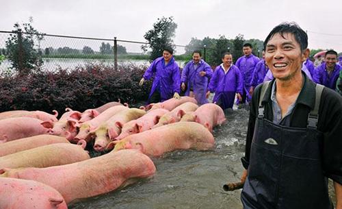 安徽数千头猪被淹后：一企业“赔钱买上千头”