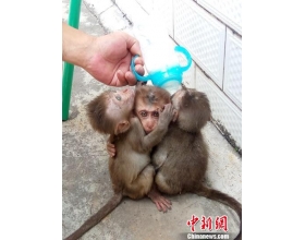 跨境购幼猴当宠物 云南一村民被查处