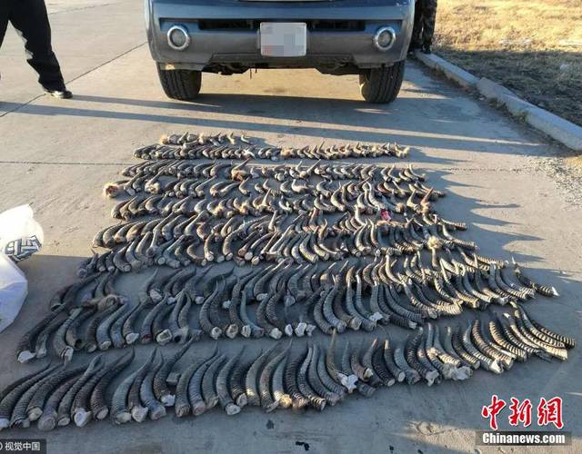 2017年4月12日消息，内蒙古边防总队阿日哈沙特边检站查获一起走私野生动物案，查获野生黄羊角584支。图片来源：视觉中国