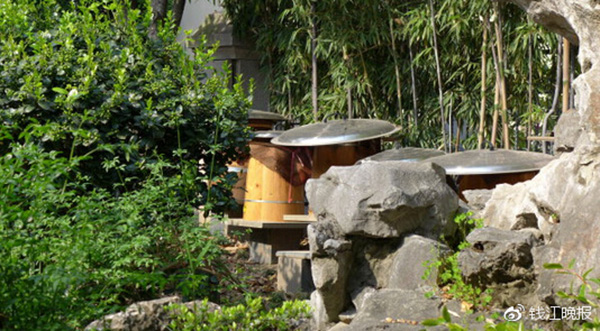 杭州别墅业主养蜜蜂扰邻近十年：多部门管不了