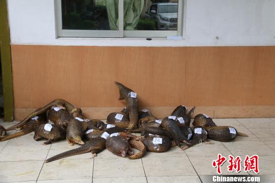 广西海警查获国家二级保护动物穿山甲34只