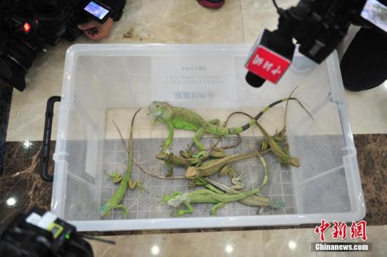 广州端掉一个走私野生动物团伙查获陆龟522只