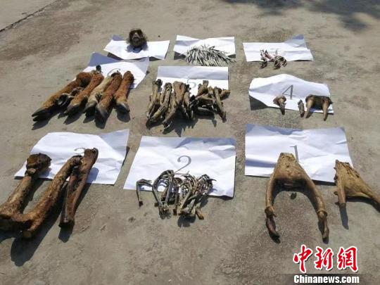 图为缴获的各类野生动物制品。景东县森林公安局供图