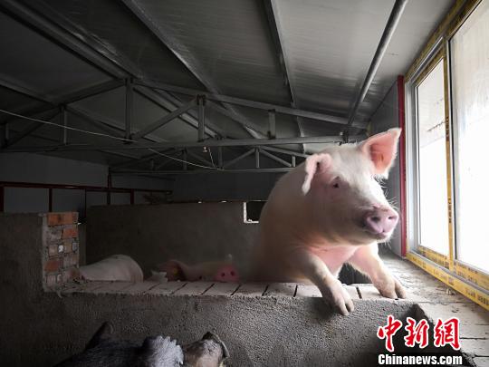 图为当地养殖繁育的种猪。　魏建军 摄