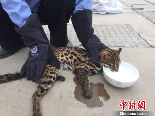 图为获得救助的豹猫。　红河州森林公安局供图 摄