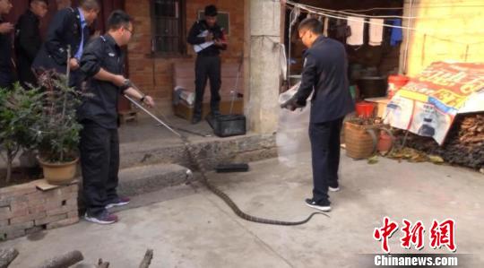 长约2.5米眼镜王蛇造访农家 老太与其“斗法”