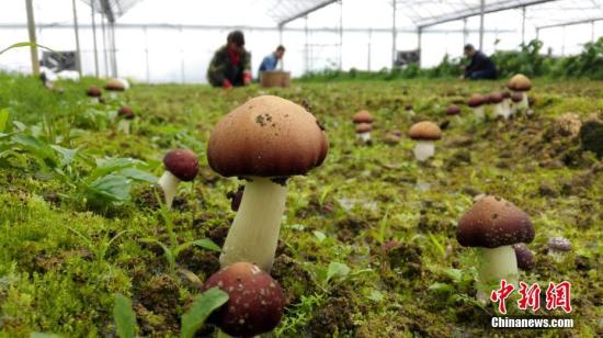 2月16日，江西省新余市渝水区界水乡联盟有机蔬菜种植园农户采摘蘑菇上市。 赵春亮 摄