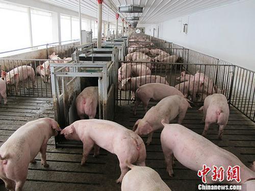 宁夏石嘴山市惠农区发生非洲猪瘟疫情