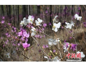 中国首次发现野生“花中仙子”白杜鹃