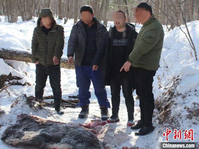 四人带家犬上山非法猎杀野猪被处罚
