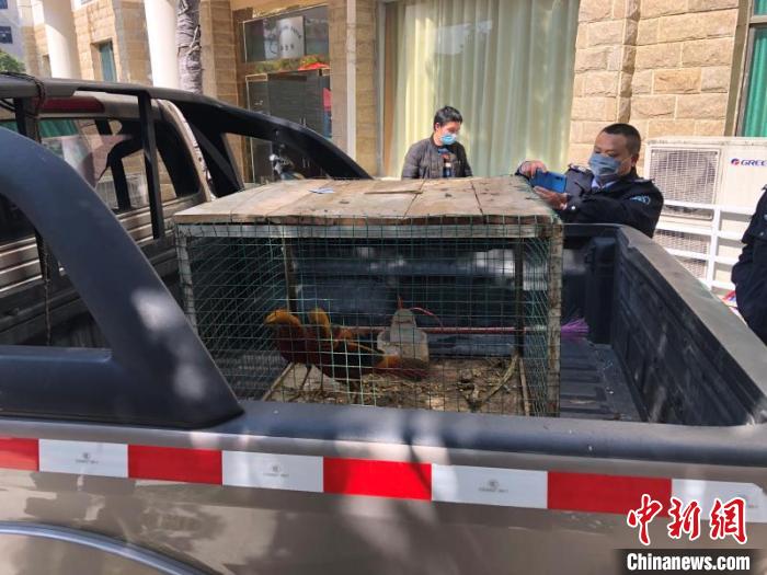 森林公安民警准备将3只红腹锦鸡活体在野外进行放生。 龙山县供图