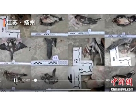扬州警方侦破2020年首起非法猎捕杀害野生动物案
