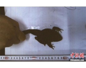 浙江一男子猎捕48只九龙棘蛙被公诉