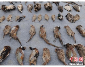 吉林省集中销毁涉案野生动物死体及其制品