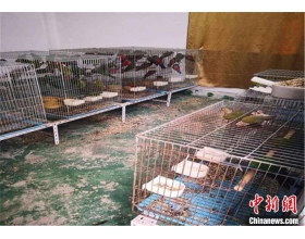 广东惠州破获一起特大非法出售濒危保护动物案