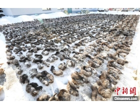 吉林破获特大非法狩猎案 收缴万件野生动物死体