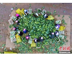 兰州促废弃物资源化利用 年“吞”33万吨尾菜