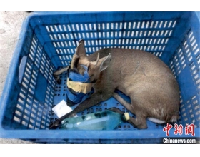 浙江公开庭审一起“破坏野生动物资源”案