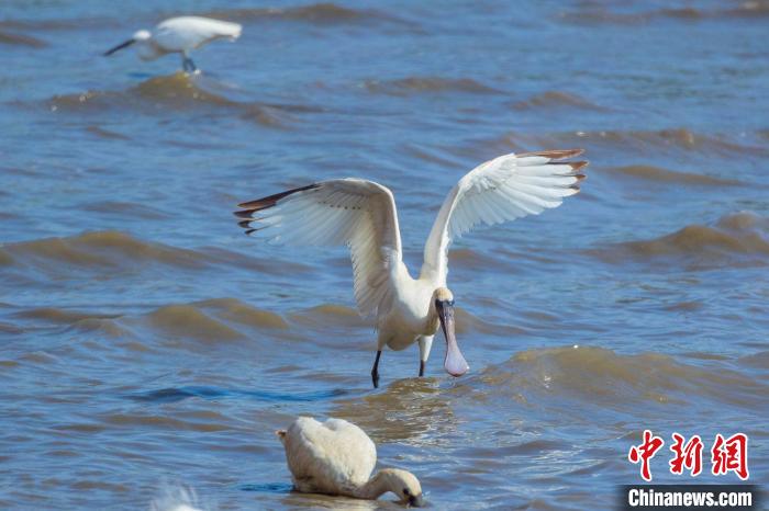 滨海湾发现世界濒危鸟类黑脸琵鹭