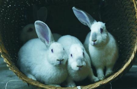 　　昨日，巴南鹿角镇红旗村，市民吴大妈家的兔子有的只有一只耳朵，有的没有耳朵。 记者 吴珊 摄