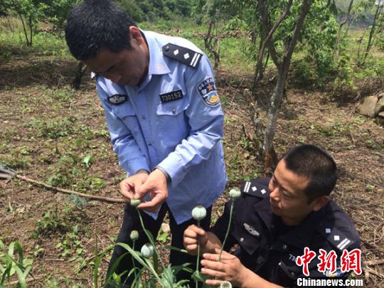 村民私种罂粟死灰复燃闽警方迅速铲除