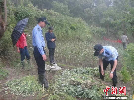 七旬老人深山种罂粟做菜网友微信举报警方铲除