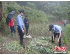 七旬老人深山种罂粟做菜 网友微信举报警方铲除