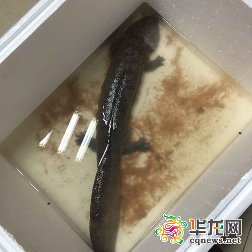 重庆主城发现2条巨型娃娃鱼体型均长80厘米（图）