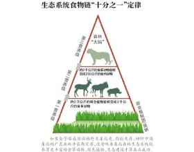 保护野生东北虎豹拟入“十三五”规划