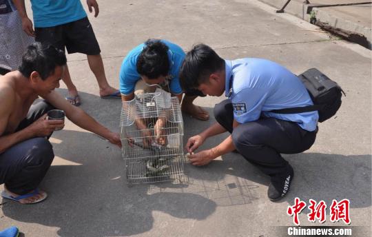 图为绿鬣蜥获救后被警方装笼带离现场。 李佳蓬 摄