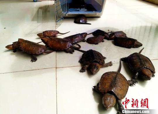 云南男子用袜子包裹走私21只老挝平胸龟被查获