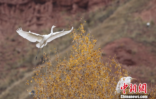 世界低危物种中白鹭群首次在青海祁连出现