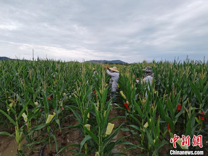 马庆和同事、学生在玉米地里工作。安徽农业大学供图